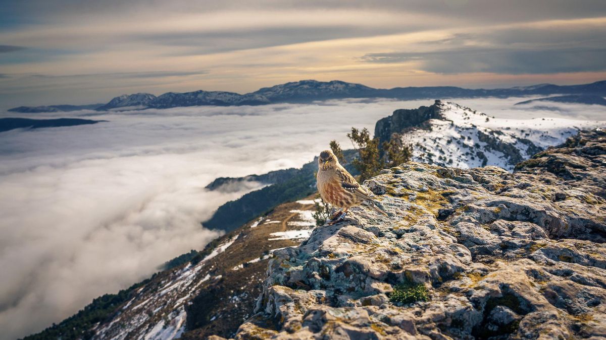 Alturas nevadas de la Sierra Mariola, que marca las alturas más notables de Alicante.