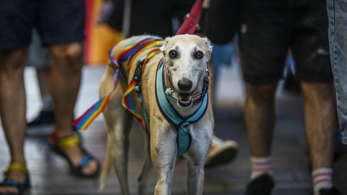 Marcha del Orgullo convocada por la Plataforma Córdoba por la Diversidad