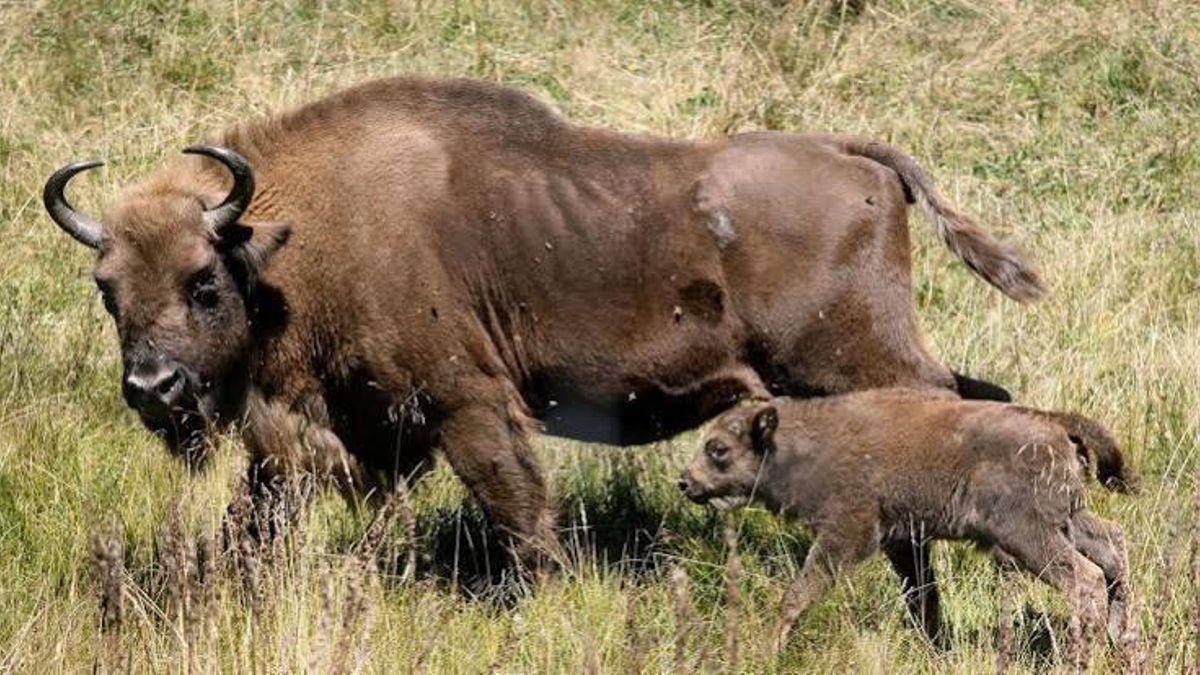 Una cría de bisonte europeo, junto a su madre, en la Reserva del Bisonte Europeo de San Cebrián de Mudá (Palencia). 