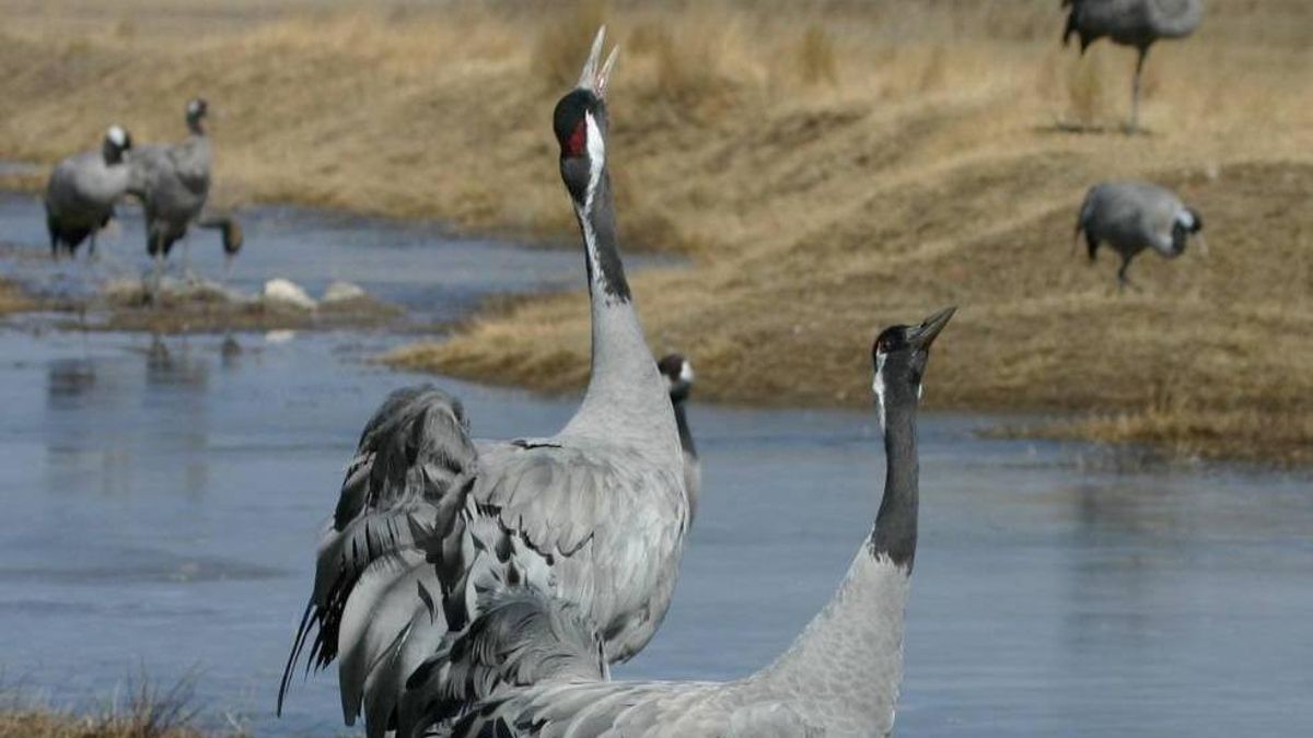 Grullas en Gallocanta.