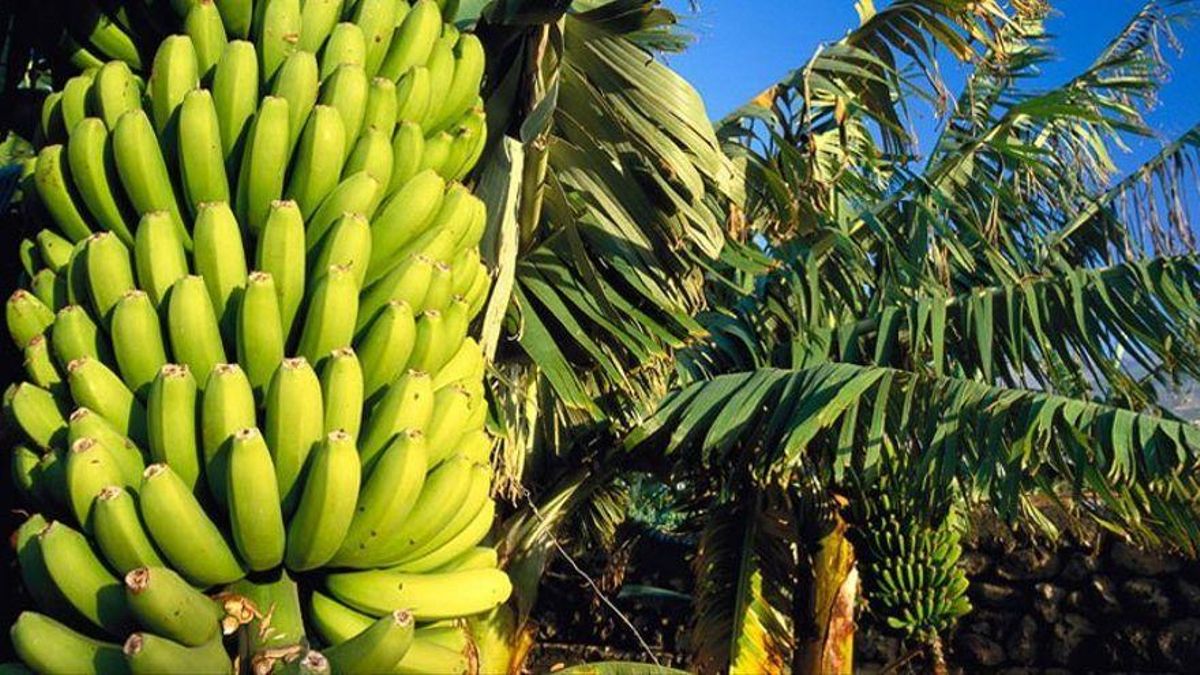 Imagen de archivo de una plantación de plátanos de Canarias.