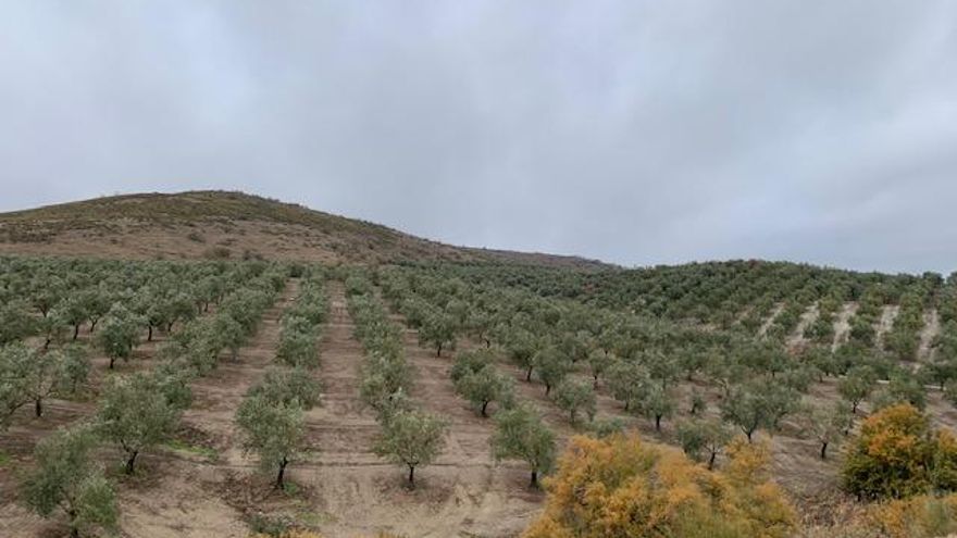 Extensiones de olivos, en Jaén