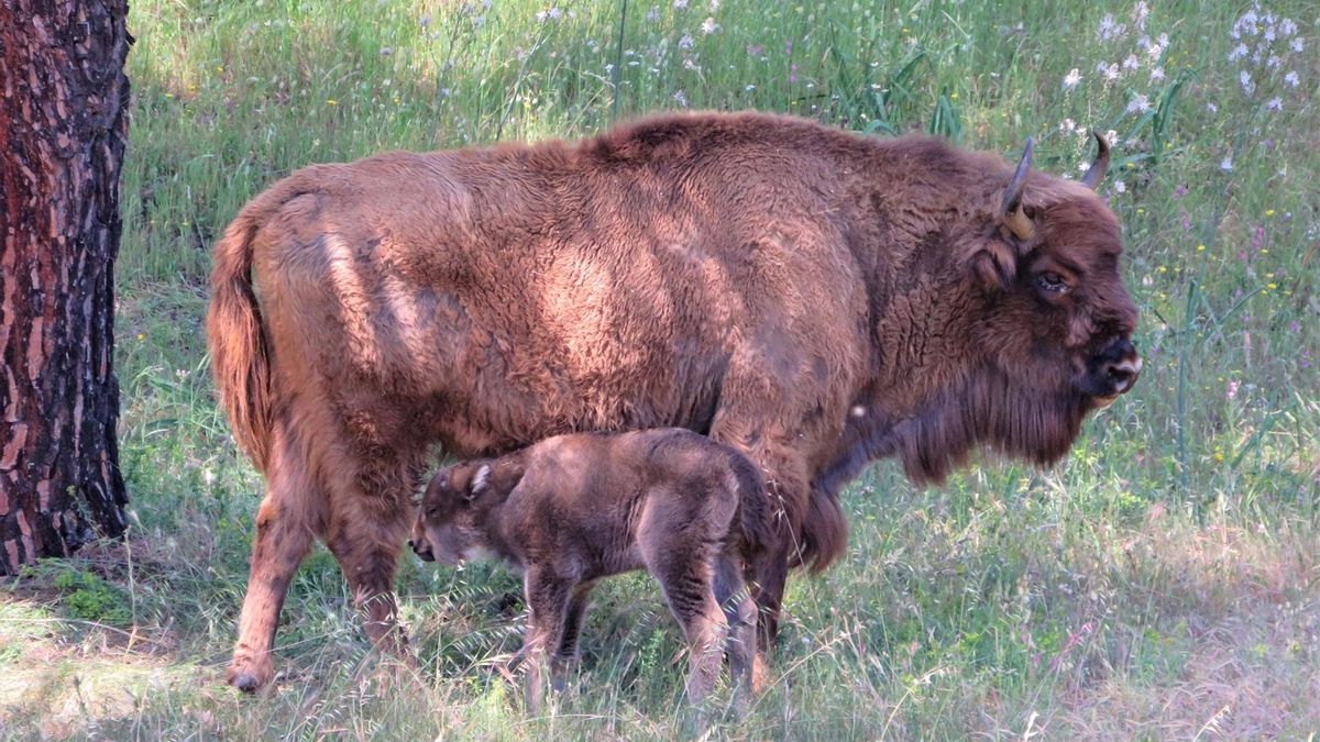 La cría de bisonte junto a su madre