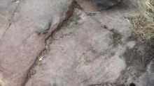 Ocho ejemplares de lince ibérico han muerto este año en Castilla-La Mancha por furtivismo o atropellos