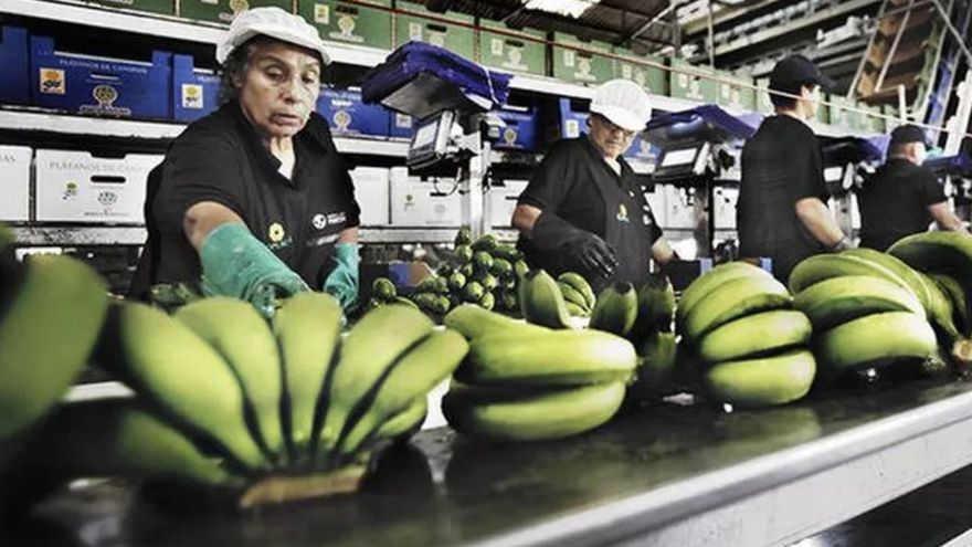 El precio del plátano de Canarias sigue cayendo: lo vendido esta semana solo devolverá pérdidas al agricultor