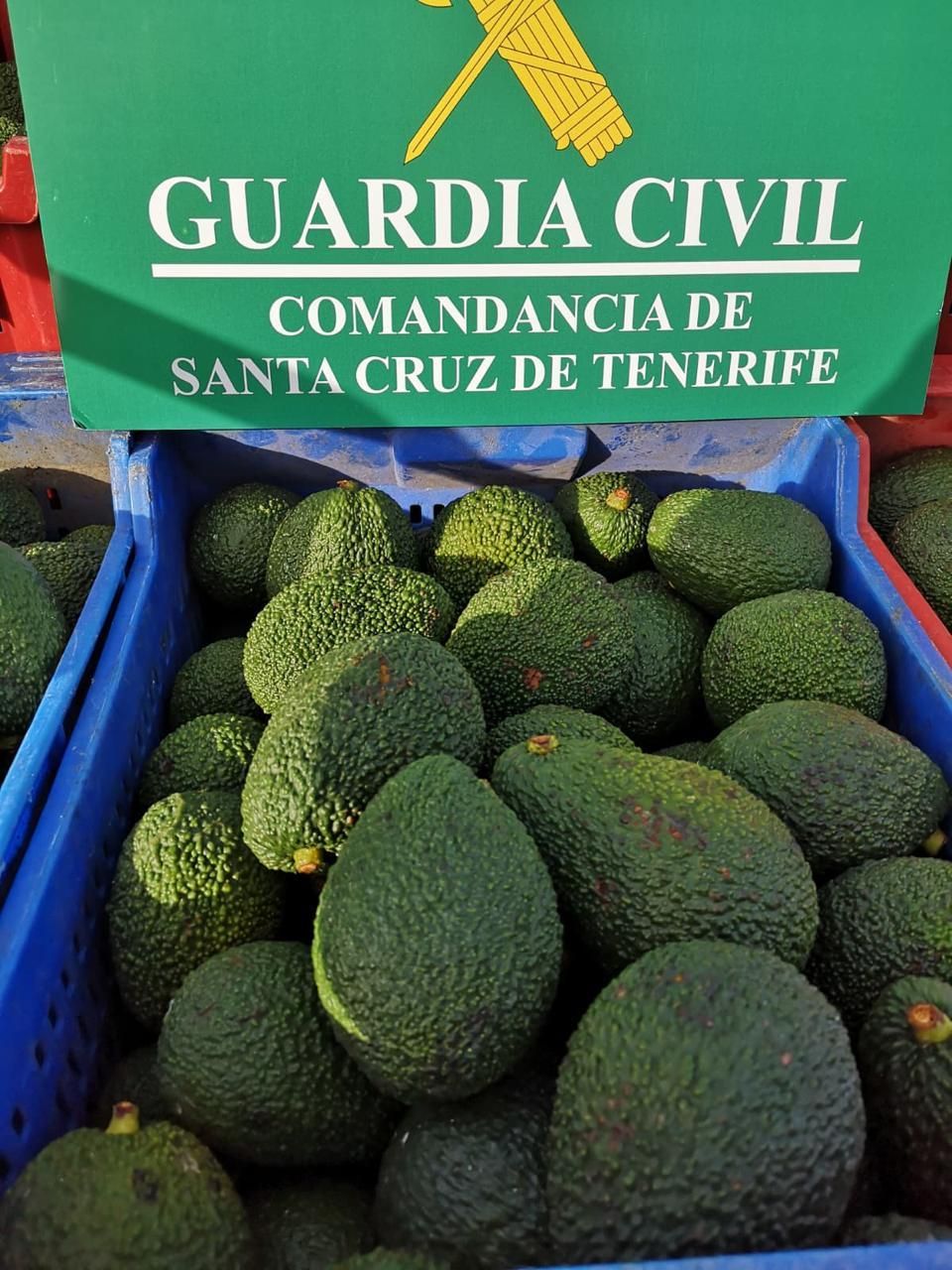 Parte de los aguacates robados en varias fincas del norte de Tenerife.