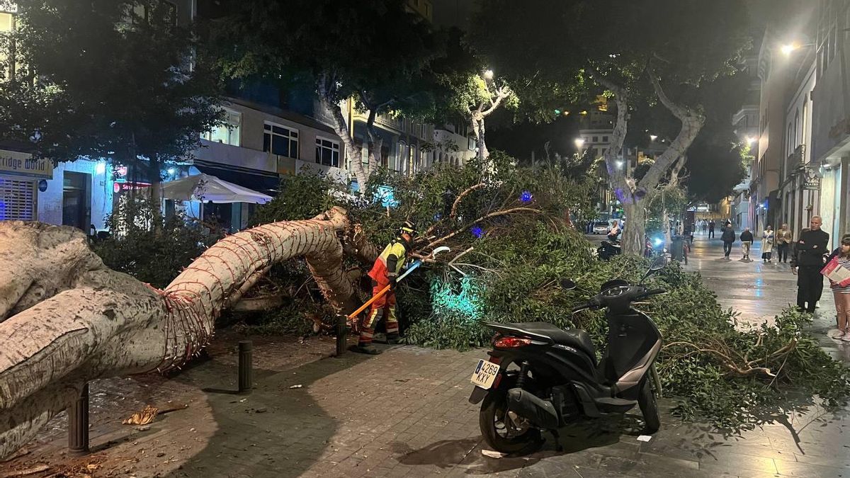 Laurel de indias caído en la calle San Bernardo. (CANARIAS AHORA)