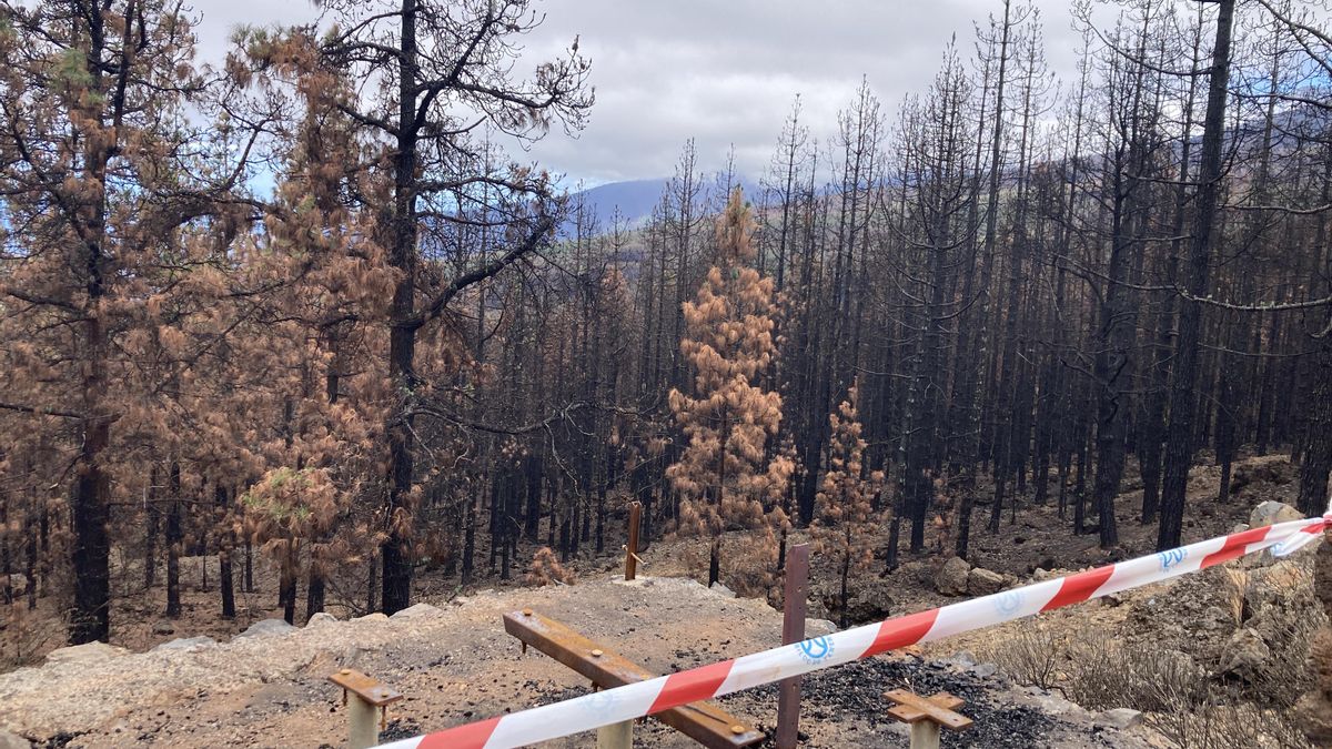Pinos totalmente destrozados por el fuego, en la carretera general de bajada del Portillo a Aguamansa, cerca del Agujero del Agua.
