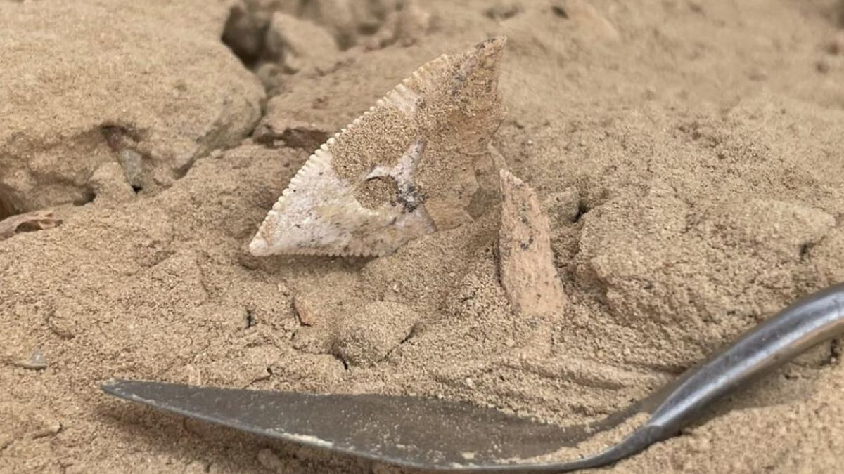 El equipo del Instituto Arqueológico de Praga descubrió en Wadi Nafūn las pruebas más antiguas del consumo de tiburones por parte de comunidades prehistóricas