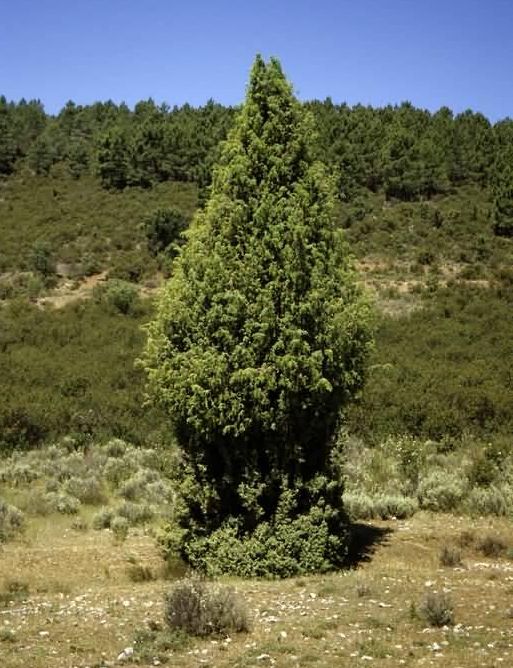 El pastoreo con cabras, controla el crecimiento y composición de los pastos, así como la forma de los ejemplares arbóreos, en este caso de sabina albar, en las parameras de la Sierra Norte de Guadalajara.