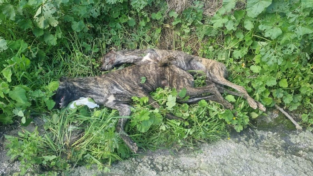 Imagen de los cadáveres de los dos galgos hallados muertos en Puente Genil.