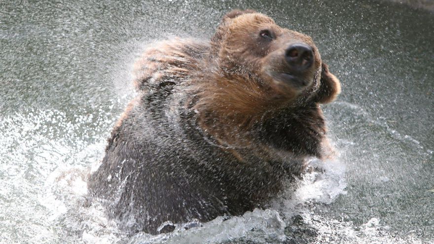 Autoridades del lejano oriente ruso recomiendan no salir por la noche por peligro de osos