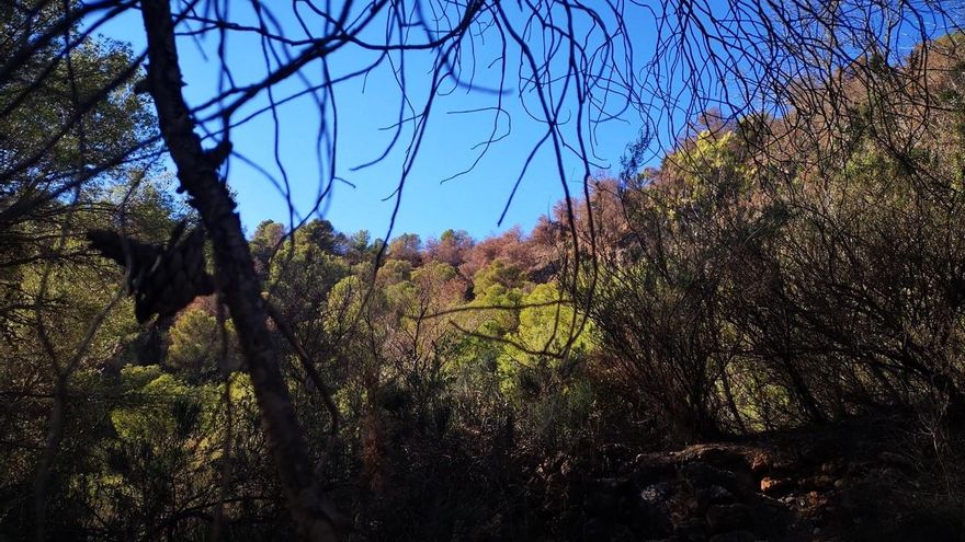 Sequía y muerte en Nerja