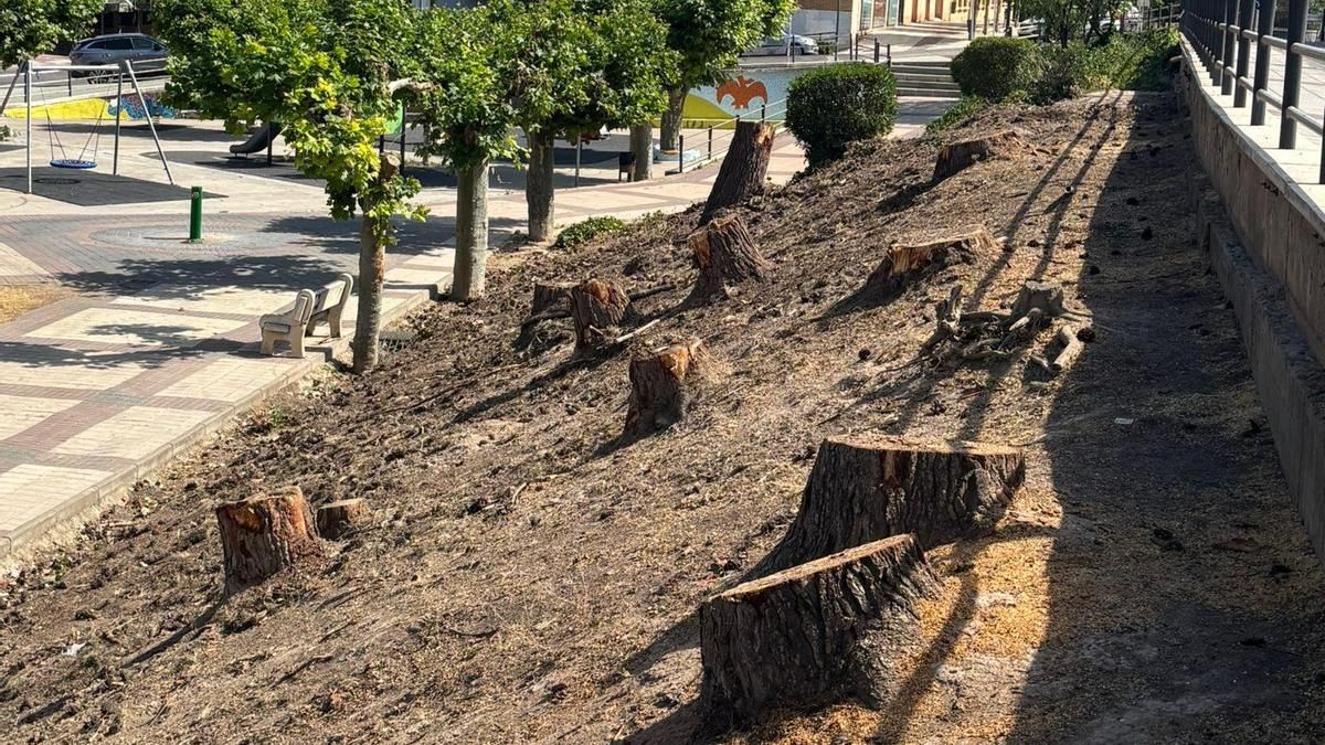 Polémica por la tala de árboles en Alfaro: la oposición denuncia el "páramo desolado" y la consejera alega "peligro ciudadano"