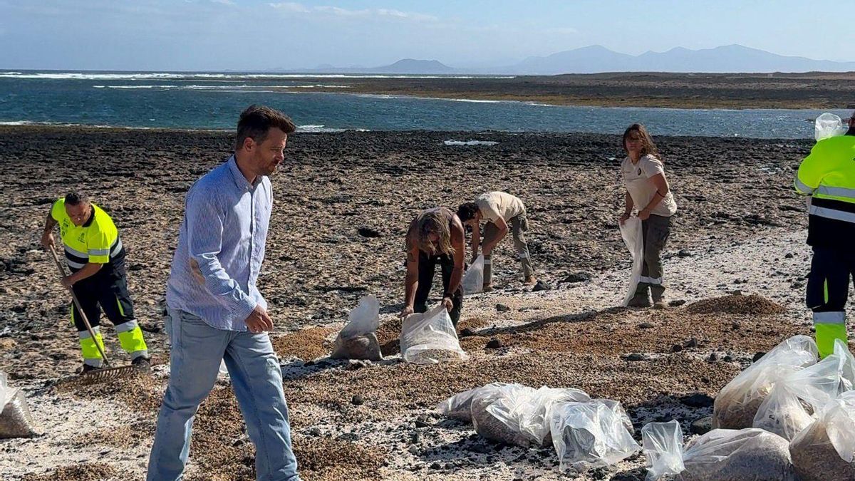 Medio Ambiente de La Oliva devuelve a la playa hasta una tonelada de rodolitos ocultos en viviendas de Fuerteventura