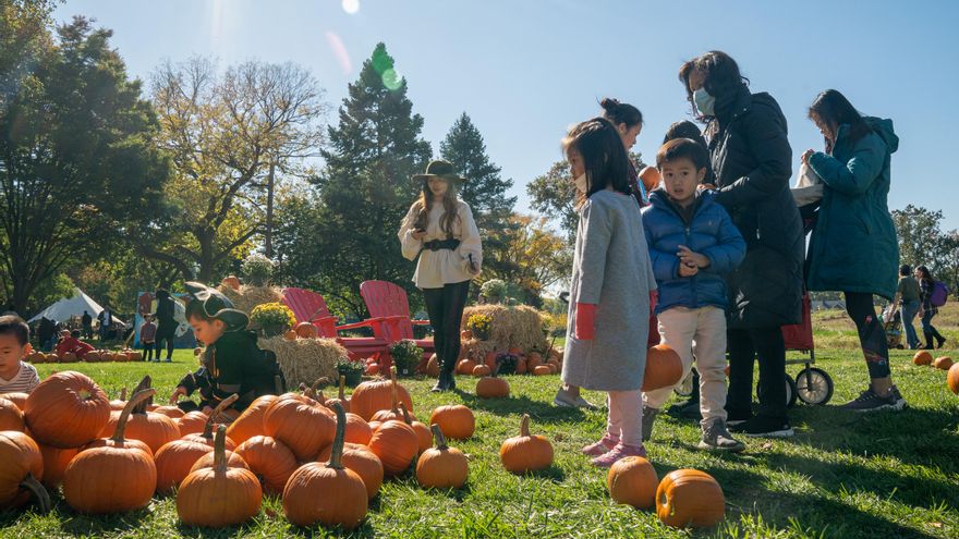 Calabazas protagonistas de un festival en Isla de los Gobernadores en Nueva York