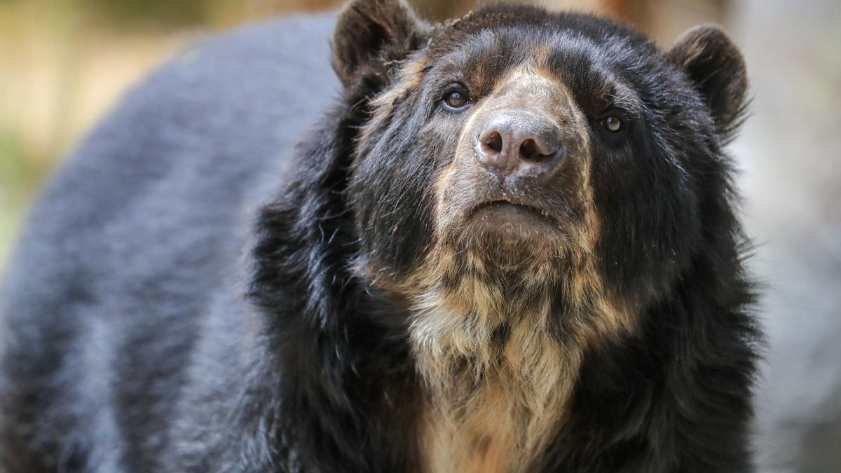 La tradición coreana cuenta que ella dio a luz al creador de Joseon tras superar el aislamiento, mientras el tigre quedó excluido