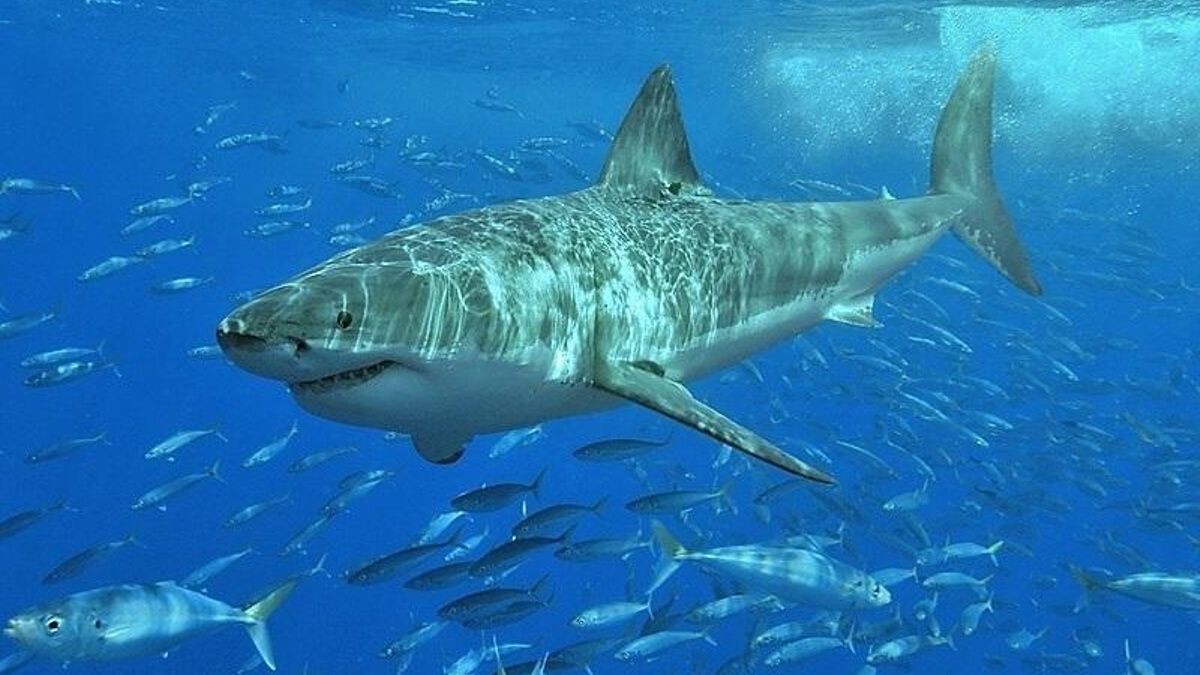 Un estudi confirma l'absència de grans taurons a la mar balear i evidencia la urgència de mesures de protecció