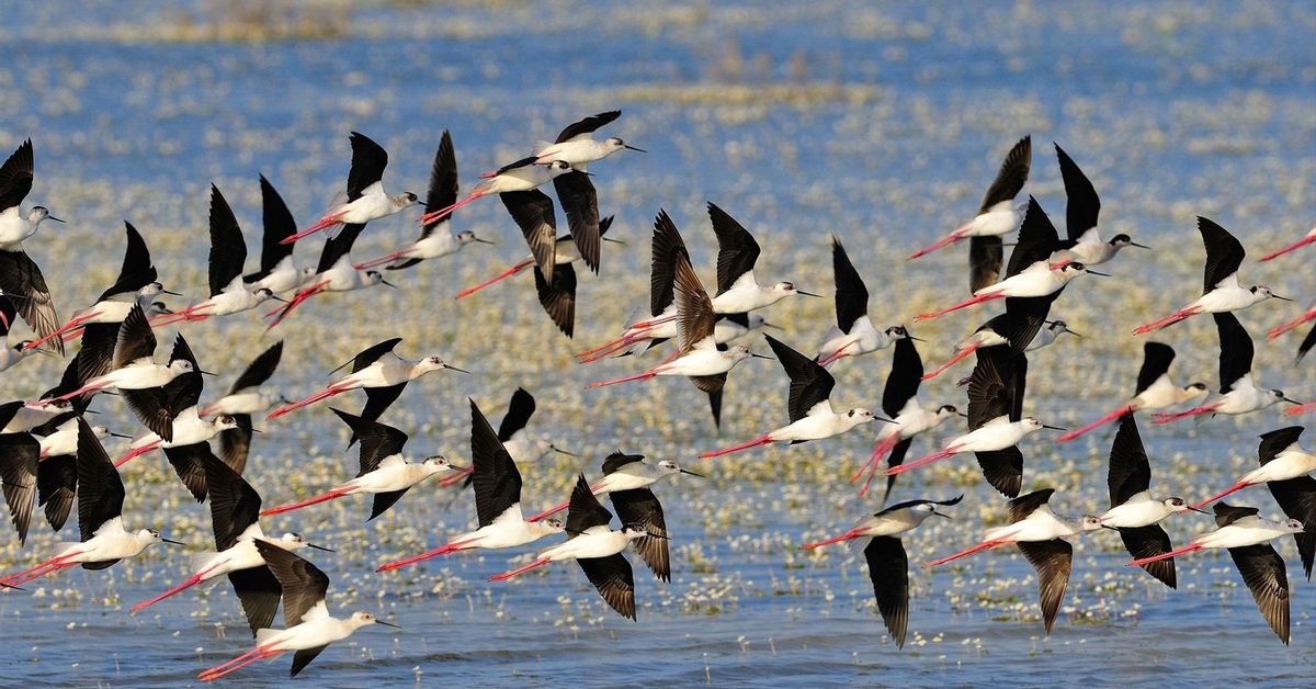 Tres casos de gripe aviar en Doñana disparan las alertas y obligan a reforzar los controles