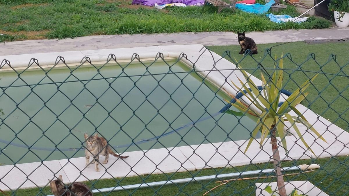 Gatos en el jardín de una de las casas desalojadas en Movera