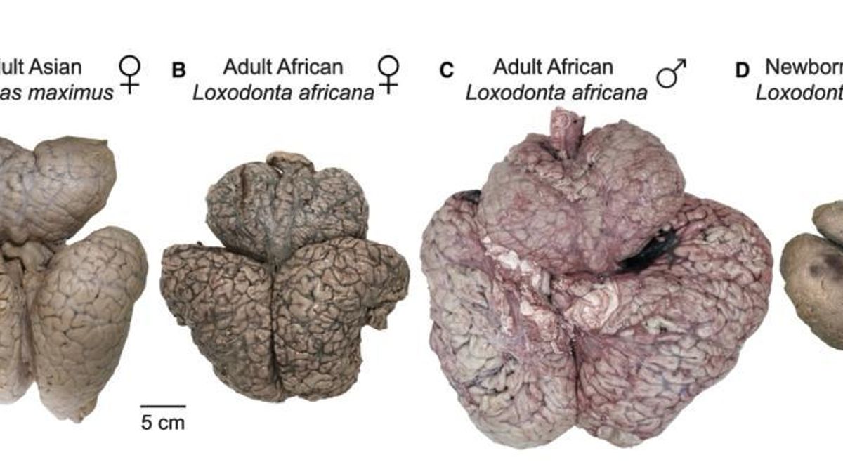El tamaño del cerebro de los elefantes varía entre especies y sexos, y muestra un aumento posnatal comparativamente grande