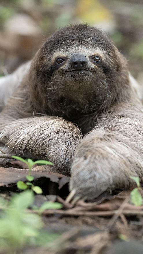 Perezoso de tres dedos en vida silvestre, fotografiado en Costa Rica. Foto: cortesía Sam Trull