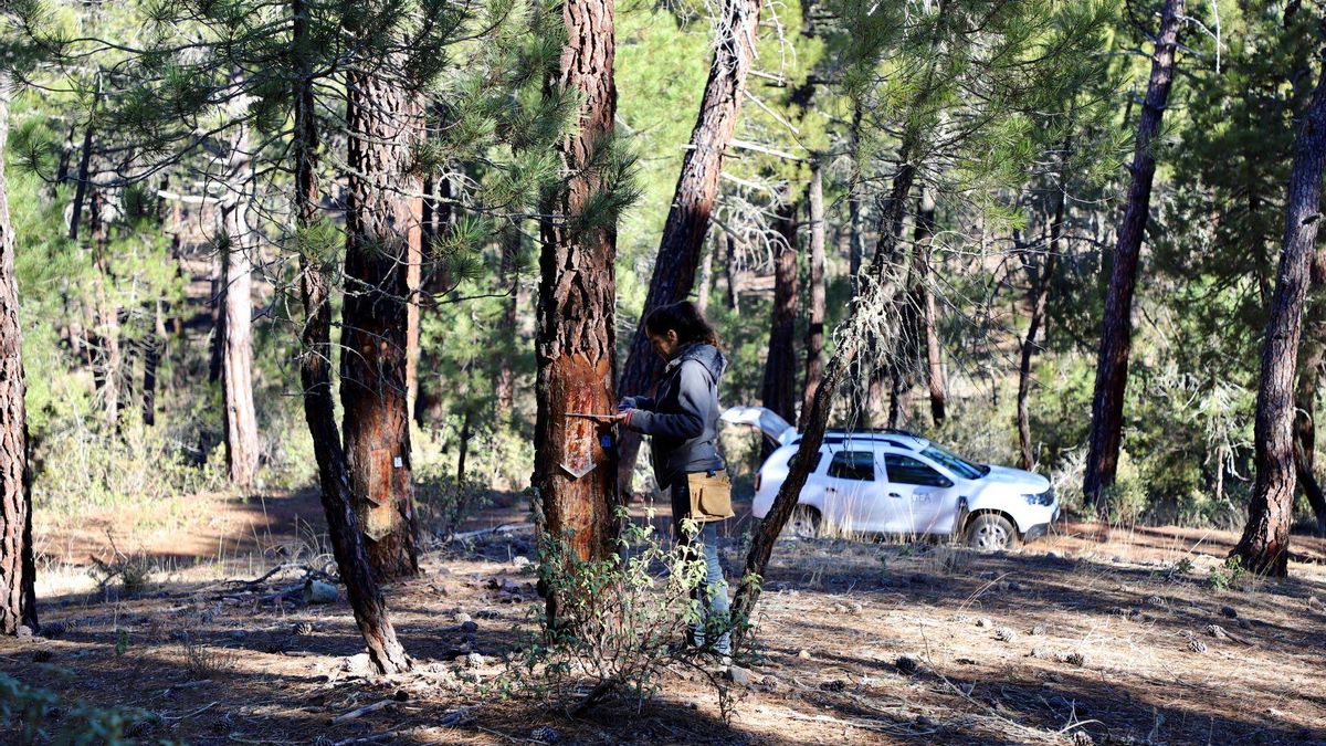 Castilla-La Mancha permitirá los trabajos relacionados con la resina en el bosque hasta febrero por la lluvia y los incendios