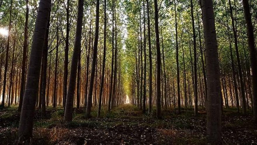 Una plantación de chopos. // ULE
