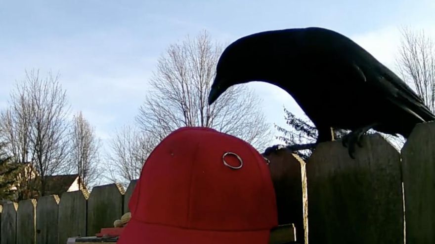 Un hombre ha enseñado a los cuervos de su barrio a reconocer gorras MAGA en favor de Donald Trump: ahora las atacan como si fueran enemigos