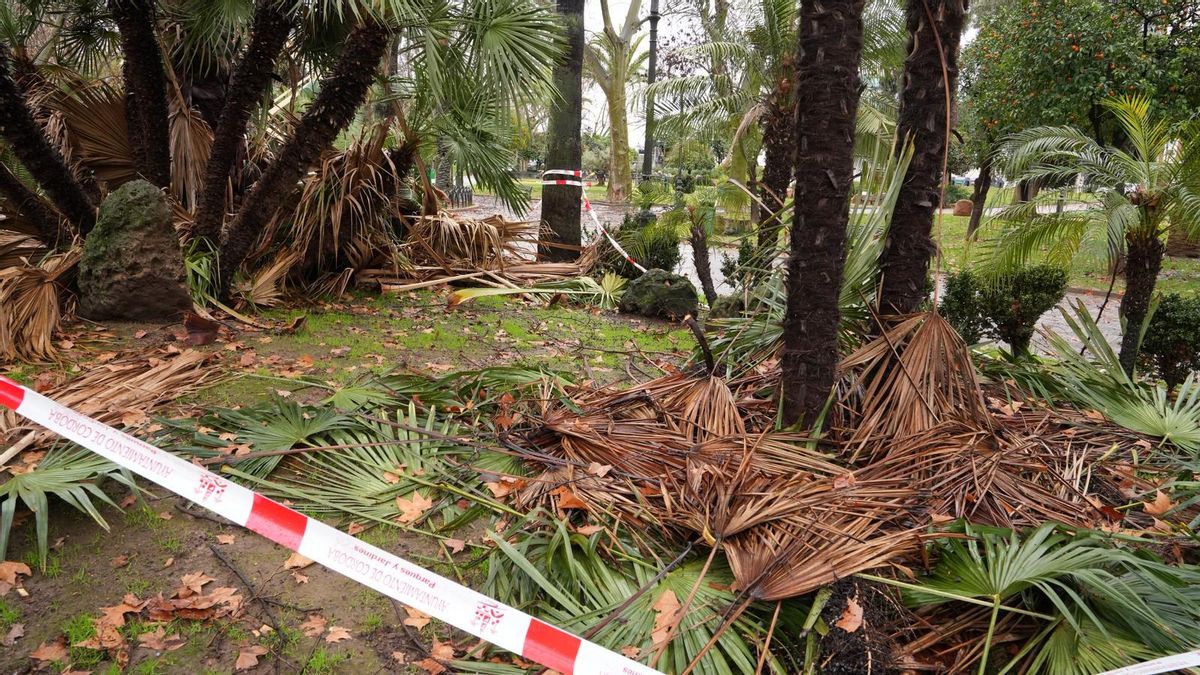 Árboles y ramas caídas tras el paso por Córdoba de la borrasca Kristin