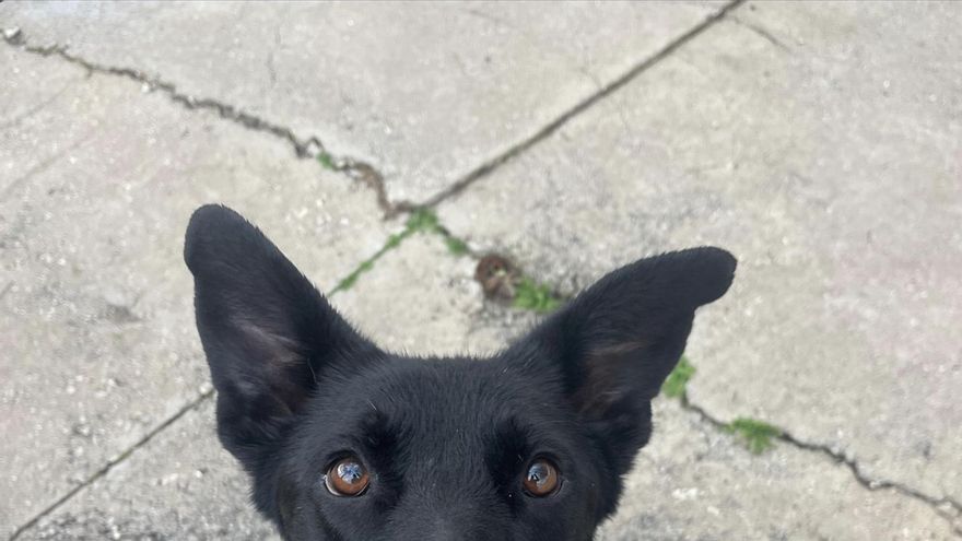 Nadie se ocupa de Roly: el perro que se quedó sin familia tras la separación de sus dueños