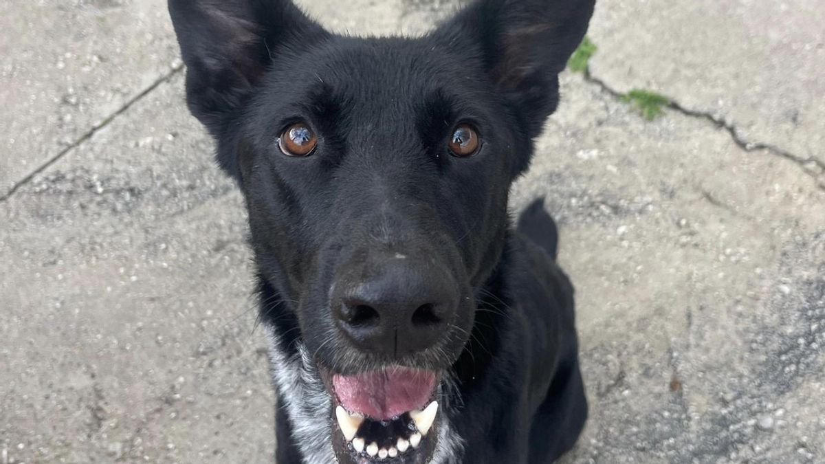 Nadie se ocupa de Roly: el perro que se quedó sin familia tras la separación de sus dueños