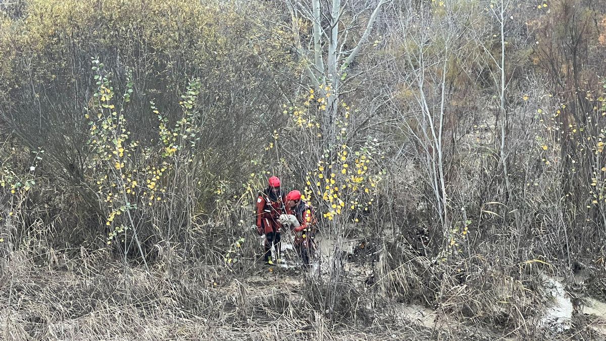 Bomberos rescatan a una perra en un arroyo