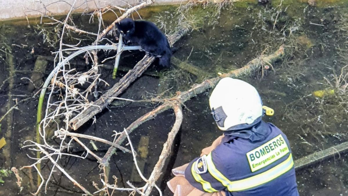Un gato se ‘autorescata' con la ayuda de los bomberos en Tazacorte