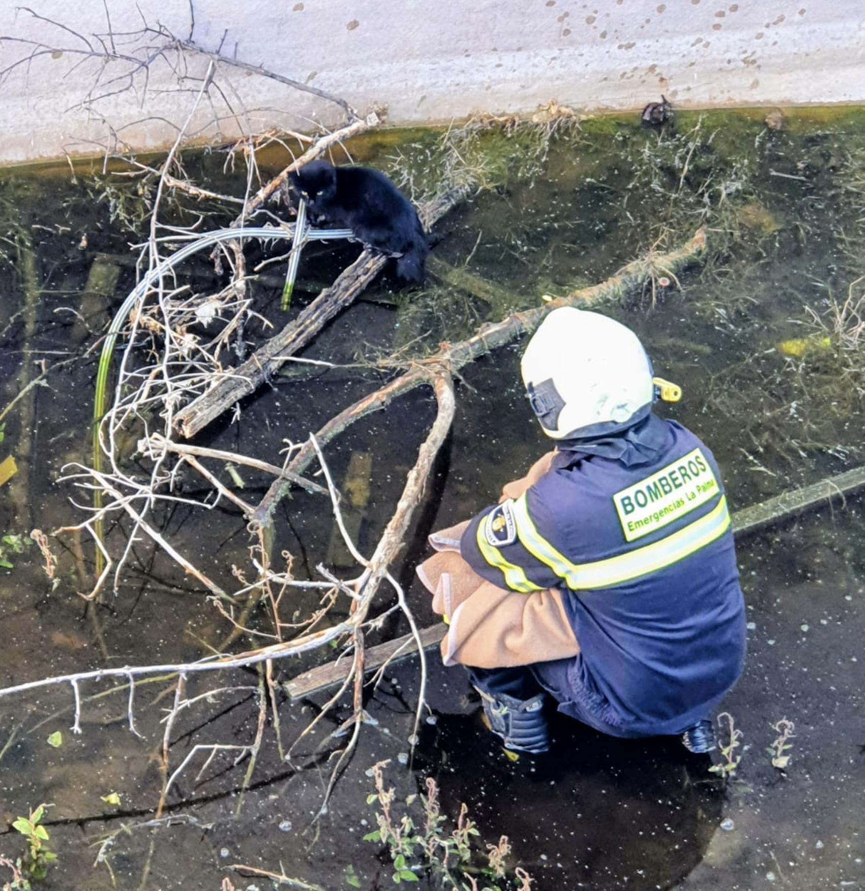 Un bombero, junto al gato, en el fondo del estanque.