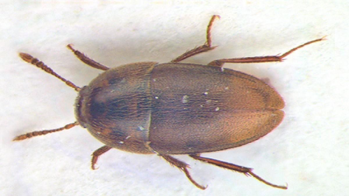 Descubren en León una nueva especie de escarabajo subterráneo exclusiva de la cordillera Cantábrica