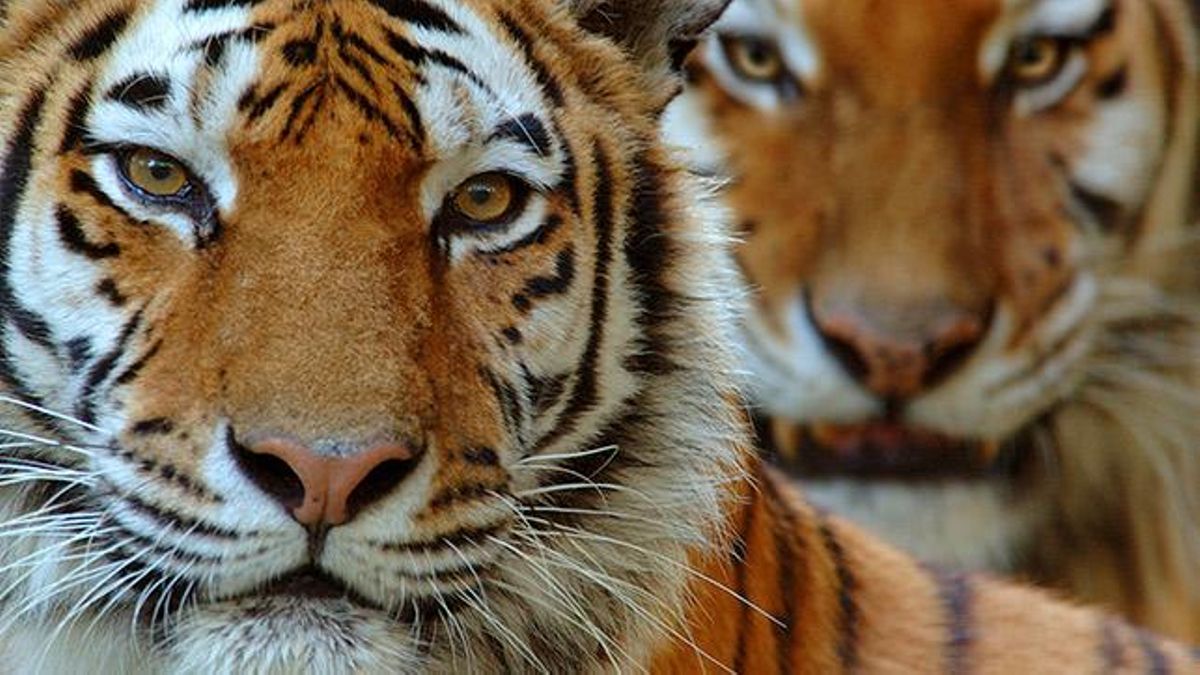 El caso abrió la puerta a usar fragancias como recurso en operativos futuros