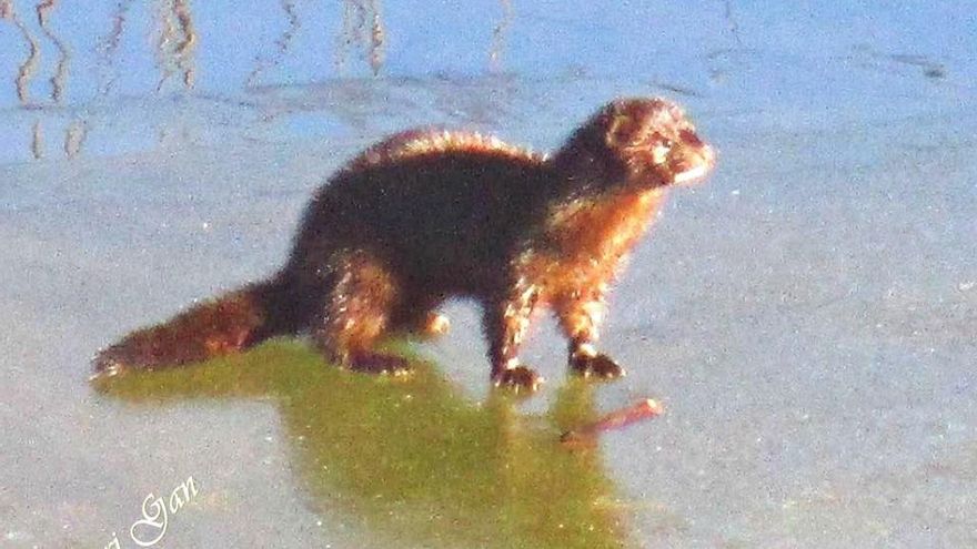 El cauce congelado del río en el entorno de la localidad de Morales del Rey, en la comarca de Benavente. / Foto Mari Gan