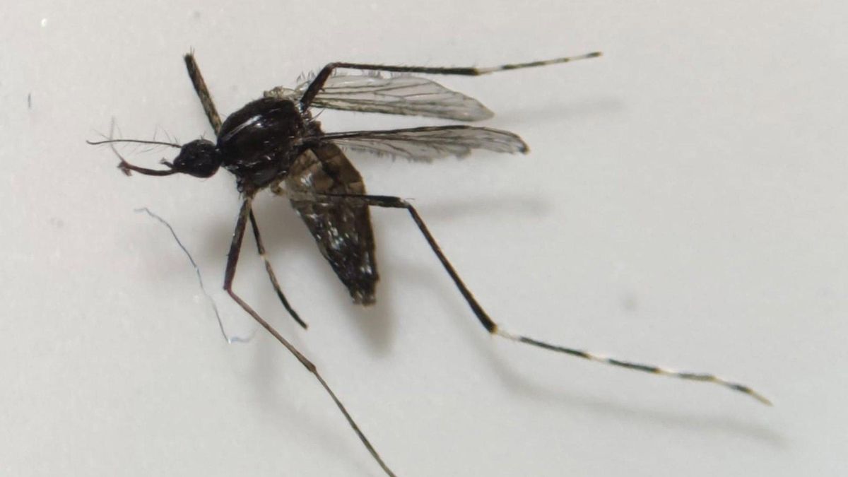 Ejemplar de mosquito tigre.