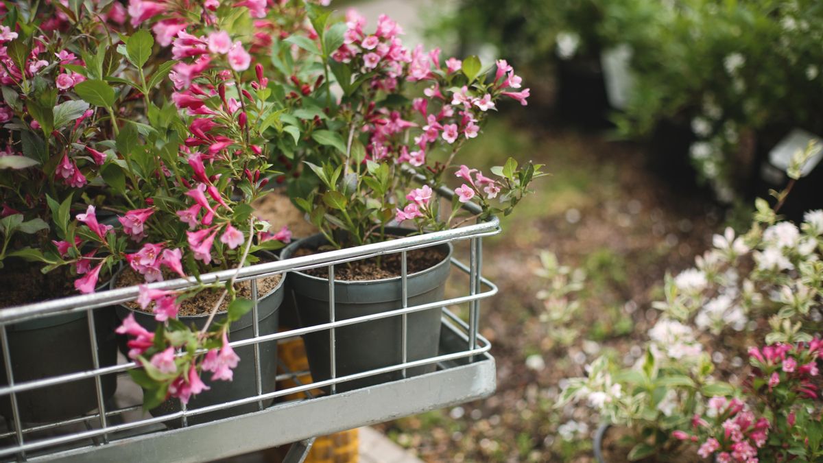 En los meses más calurosos puedes mantenerla en tu balcón o alguna ventana de la casa
