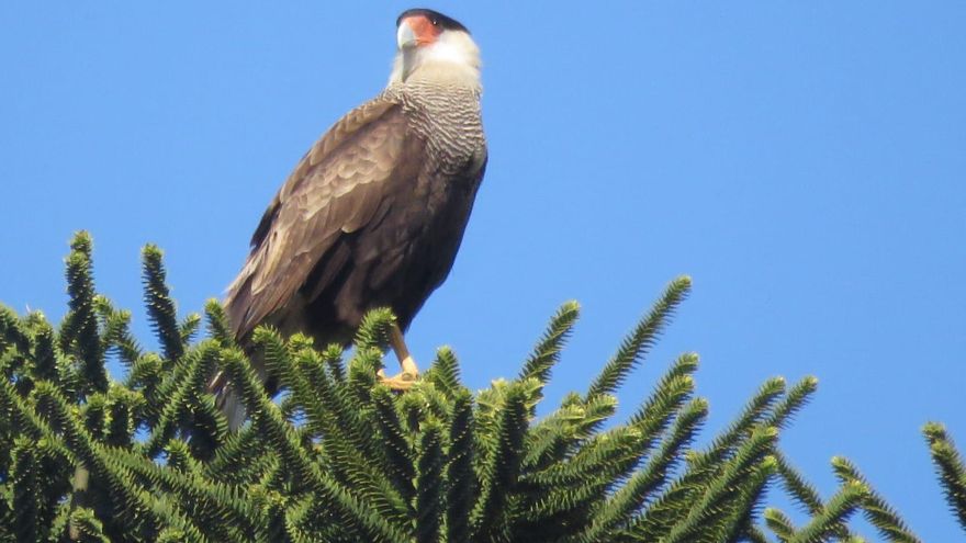 Una mirada al cielo porteño: censo de aves rapaces, palomas letales y gavilanes que evitan accidentes de aviones