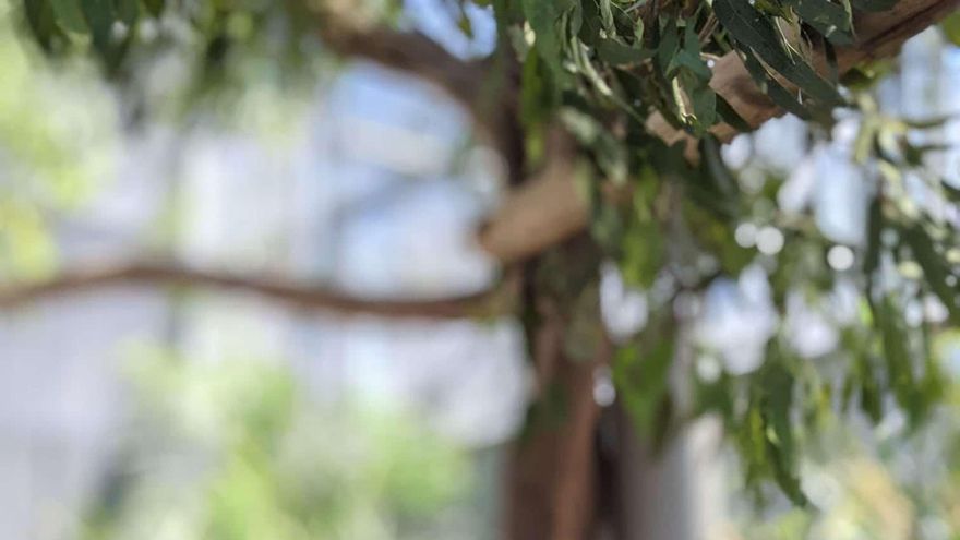 Los koalas pasan solo 10 minutos al día en el suelo y ahí la mayoría terminan muriendo