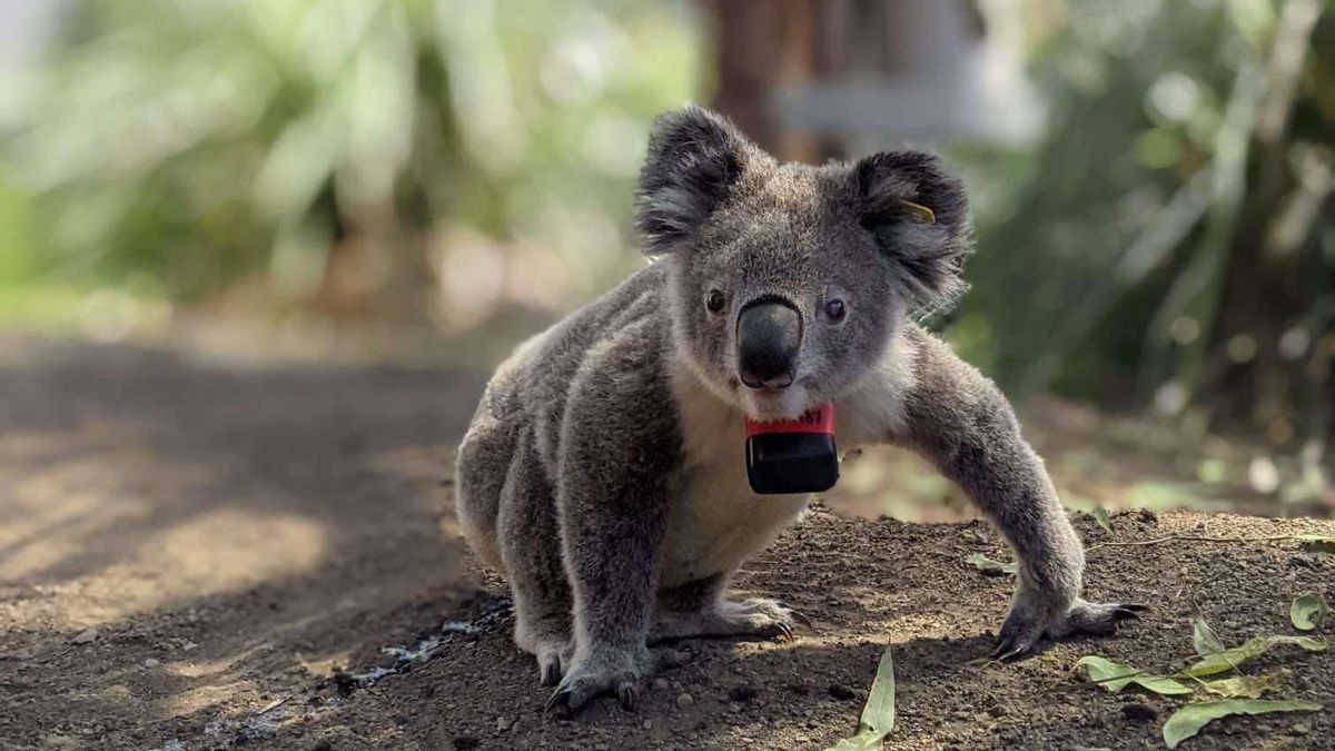 Koala en libertad con un collar personalizado con registrador GPS y acelerómetro