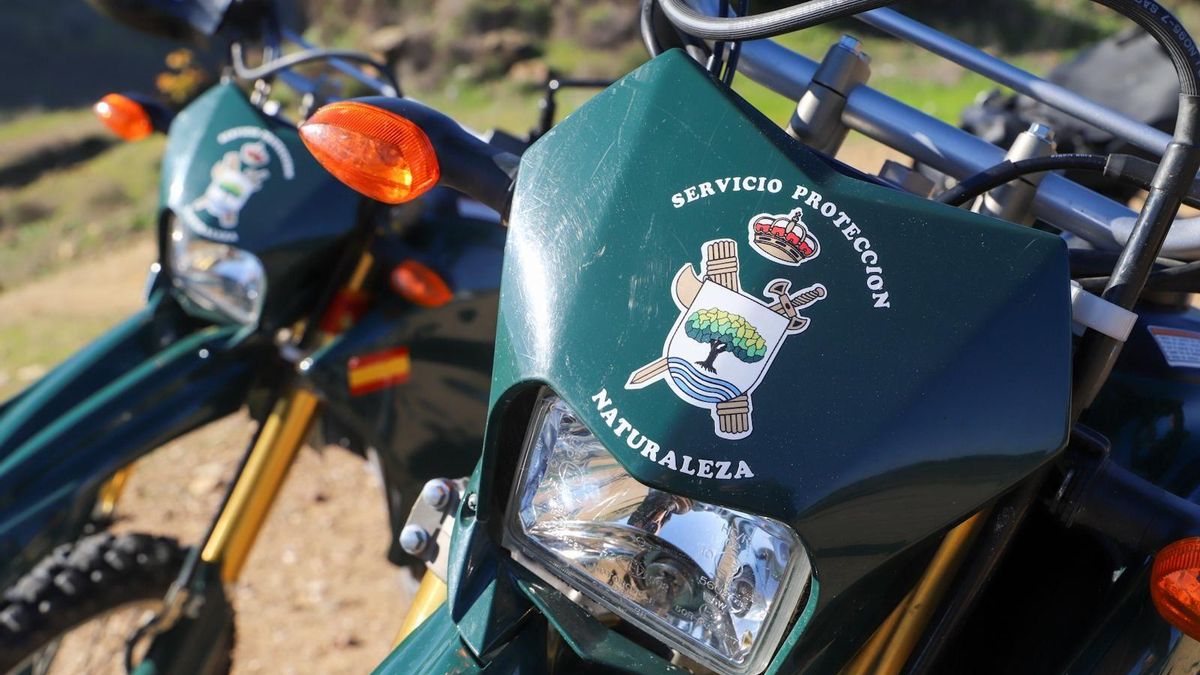 Investigan a un hombre por caza furtiva de jabalíes en un coto