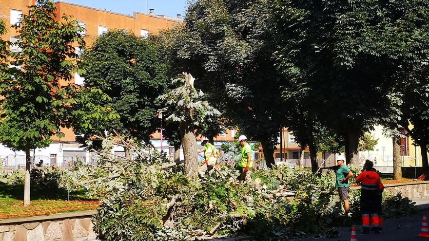 Ecologistas en Acción de León reclama que se haga público el estudio de arbolado que encargó el Ayuntamiento