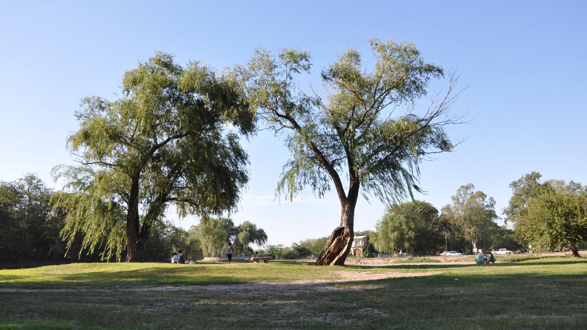 La curiosidad humana por desentrañar el paso del tiempo en el interior de la madera viene de muy lejos