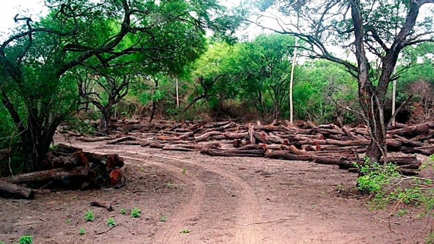 El Ministerio de Ambiente advierte que si sigue la deforestación, "en 70 años nos quedamos sin bosques"