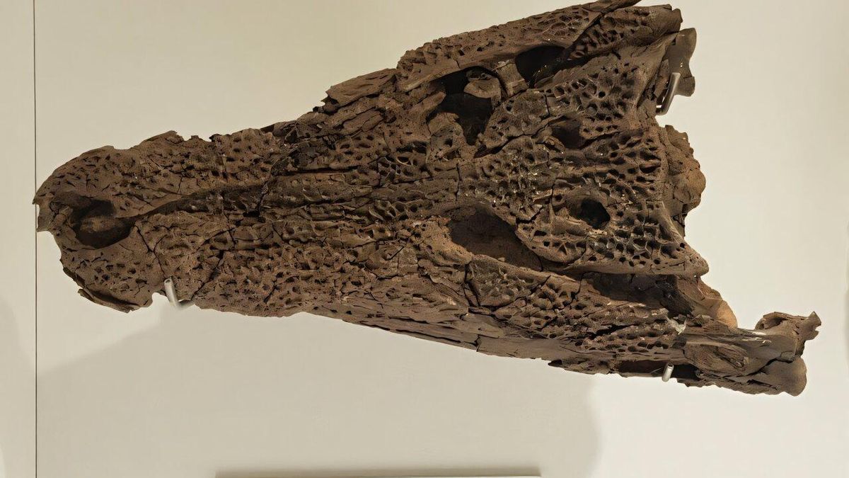 Crânio de Kambara no Museu de Melbourne