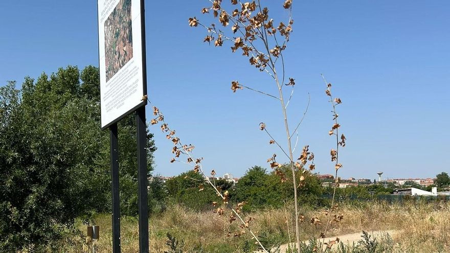 Denuncian que el 90 por ciento de los árboles plantados en Calahorra dentro del proyecto Revive Cidacos "se ha secado por falta de riego"