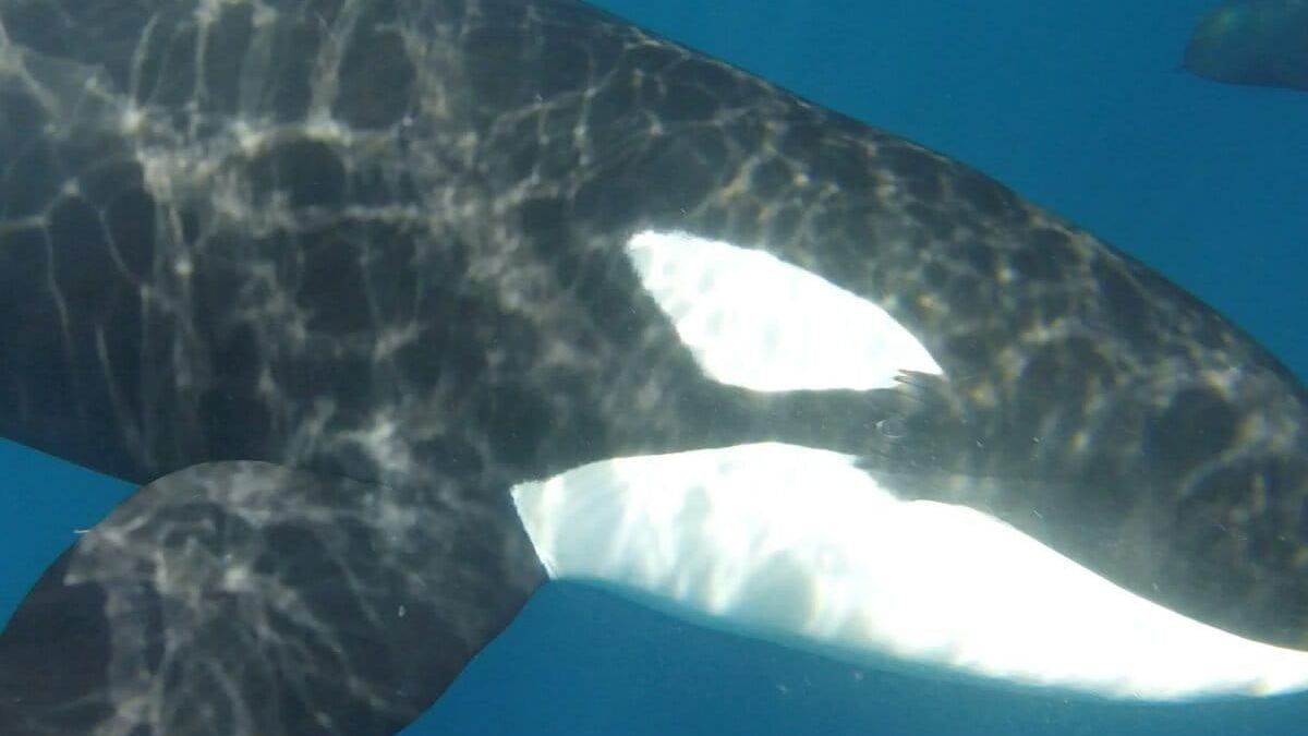 Las orcas del ecotipo POT se caracterizan por presentar un parche ocular en forma de «gancho y bulto». Foto: cortesía Grupo Universitario de Investigación de Mamíferos Marinos (GUIMM) de la Facultad de Ciencias Marinas de la Universidad de Colima